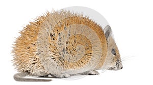 Golden Spiny Mouse, Acomys russatus, 1 year old