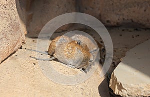 The golden spiny mouse