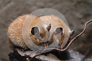 golden spiny mouse Acomys russatus Acomys russatus