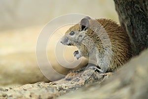 Golden spiny mouse