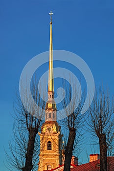 Golden spire of the Peter and Paul Cathedral in St. Petersburg. Tree trunks, vertical view. Picture of the tall tower of the