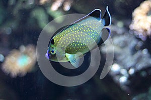 Golden spotted angelfish