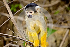 Golden Squirrel Monkey Saimiri sciureus sitting on branch in Pampas del Yacuma, Bolivia.