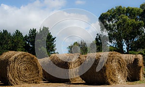 Golden srtaw rolls in the field photo