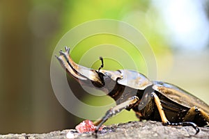 Golden stag beetle