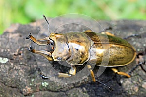 Golden stag beetle