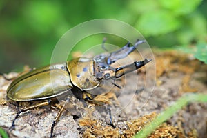 Golden stag beetle in Myanmar