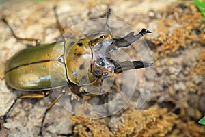 Golden stag beetle in Myanmar