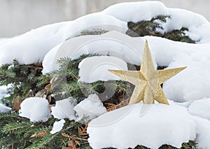 Golden star christmas decoration on pine tree.