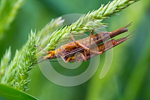 Golden Stonefly Salmonfly Hatch Deschutes