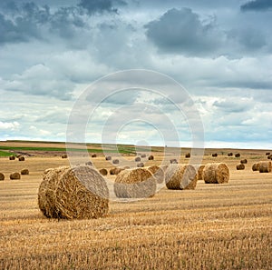 Golden straw bales of hay in the stubble field, agricultural field under a blue sky with clouds