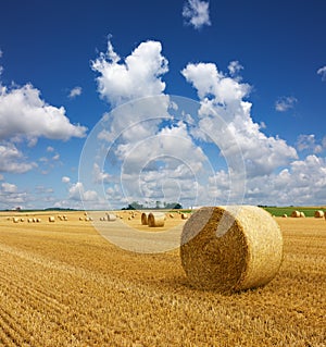 Golden straw bales of hay in the stubble field, agricultural field under a blue sky with clouds