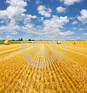 Golden straw bales of hay in the stubble field, agricultural field under a blue sky with clouds