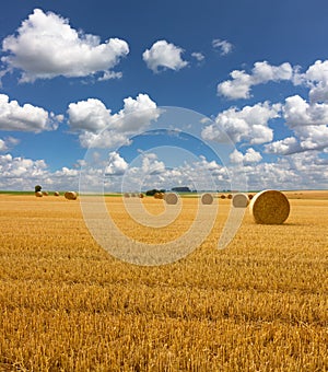 Golden straw bales of hay in the stubble field, agricultural field under a blue sky with clouds