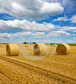 Golden straw bales of hay in the stubble field, agricultural field under a blue sky with clouds