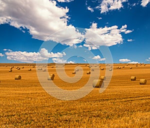 Golden straw field with hay bales and a beautiful blue cloudy sky. Harvest meadow in golden yellow colors.