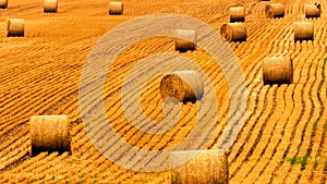 Golden straw field with hay bales. Harvest meadow in golden yellow colors. photo