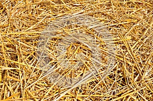 Golden straw texture