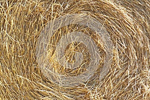 Golden straw texture, as background. Hay background in summer day