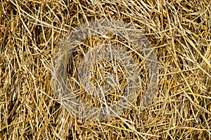 Golden straw texture background