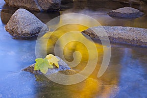 Golden Stream Leaves