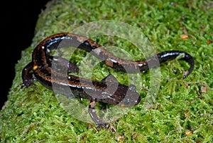 Golden-striped salamander Chioglossa lusitanica photo