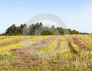 Golden stubble