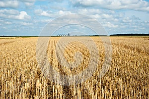 Golden stubble, harvest field under blue sky with clouds, on the horizon of granaries
