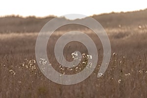 golden summer grasses with white flowers mixed in