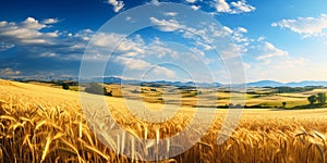 Golden Summer Splendor: Panoramic View of Ripe Wheat Fields, Spacious Hilly Landscape, and Blue Sky on Warm Rural Day