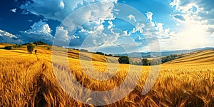 Golden Summer Splendor: Panoramic View of Ripe Wheat Fields, Spacious Hilly Landscape, and Blue Sky on Warm Rural Day