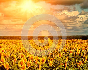 Golden summer sun over the sunflower fields