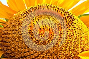 Golden sun flower