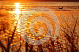 Golden sun glimmer on rippled water, lake idyll with pelican