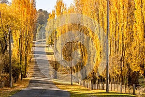 Golden sun on golden poplars in Autumn