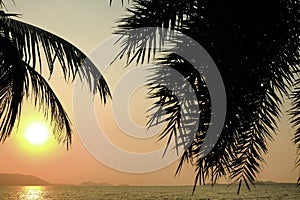 Golden sun light sunset in sea behind island. silhouette palm and coconut multi leaves tree on beach romantic place in thailand. s