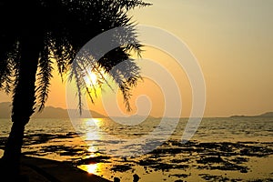 Golden sun light sunset in sea behind island. silhouette palm tree on beach romantic place in island thailand. romantic paradise j