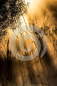 Golden sun rays through bushes on a misty morning