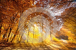 Golden sun rays in the forest