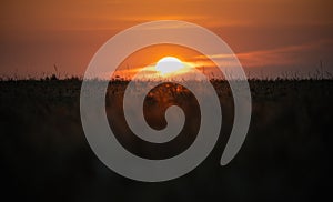 The golden sun setting over the horizon on a cereal field and silhouettes of spikelets against the colorful sky. Soft focus on the