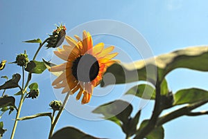 Golden Sunflower Blowing in the Wind