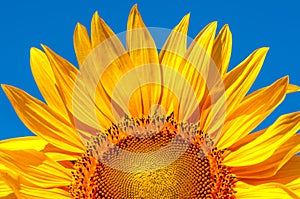 Golden sunflower with blue sky, nature, flower, morning, summer