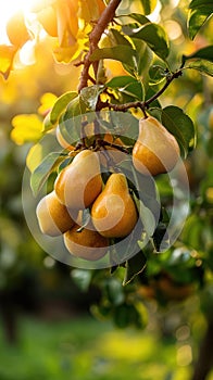 Golden sunlight filters through a pear orchard, highlighting ripe pears ready for harvest