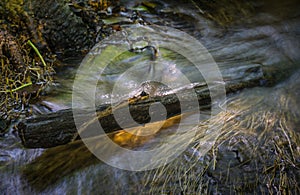 Golden sunlight on a log in running water