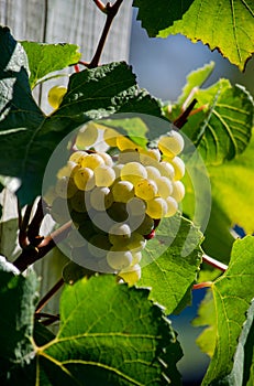 Golden sunlit grapes