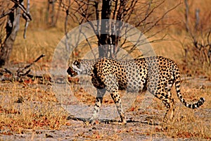 Golden sunlit image of a cheetah walking on the african plains - Hwange National Park