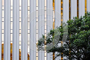 Golden sunlit reflections in windows of modern office tower with tree and foliage