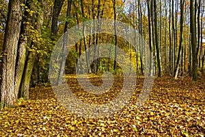 golden sunny autumn forest, sunlit autumn, colorful autumn forest path