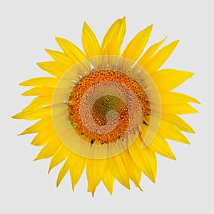Golden sunny flower with open petals, colorful sunflower isolated on white background