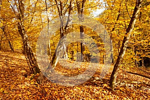 Golden sunny trees in autumnal forest